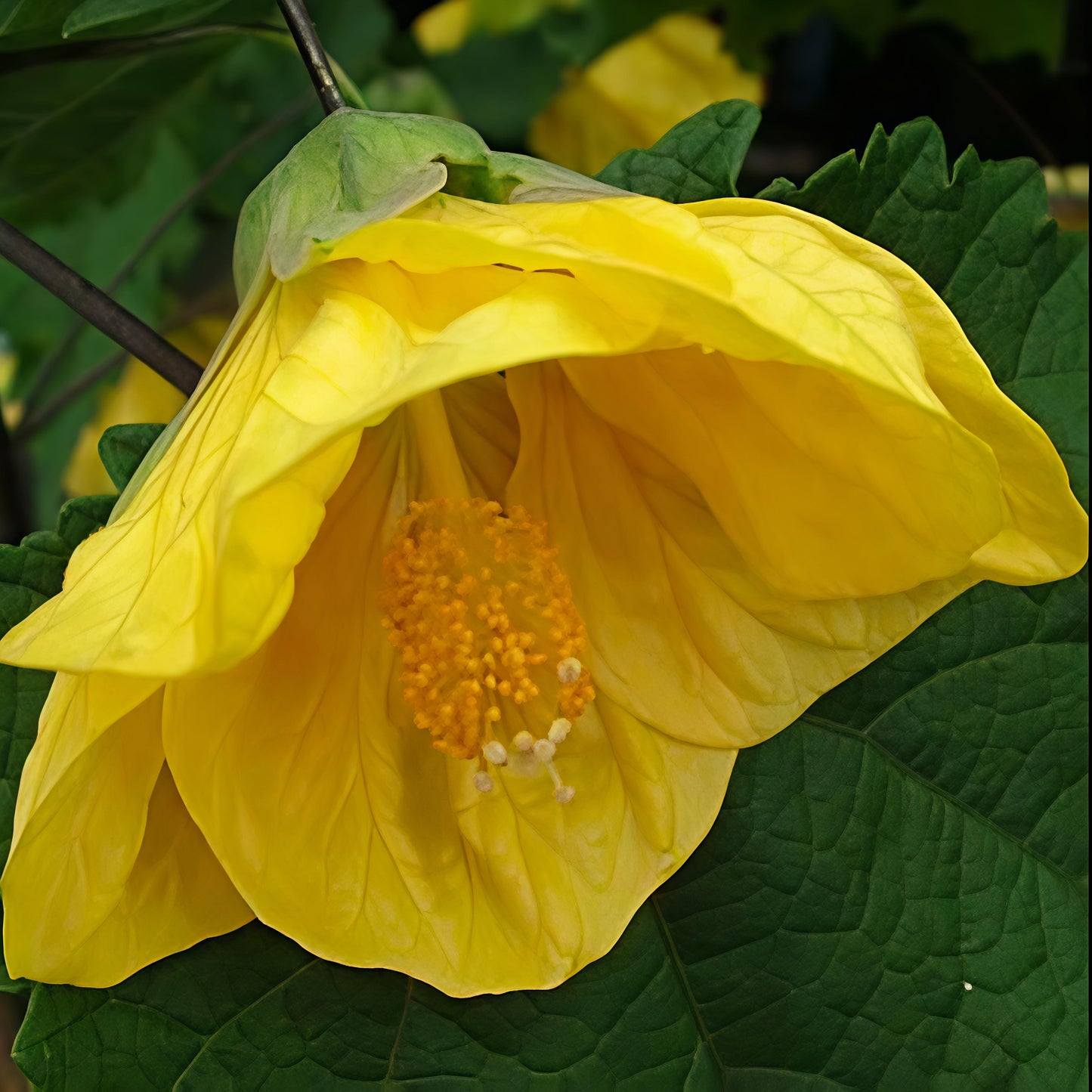 Abutilon x hybridum 'Yellow' (Chinese Lanterns)