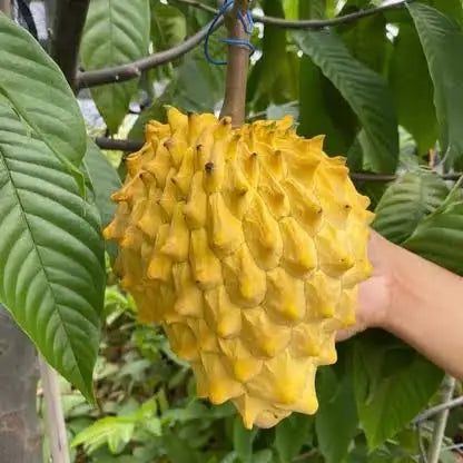 Annona mucosa (Wild Sugar Apple) Pikirangi Online Garden Centre