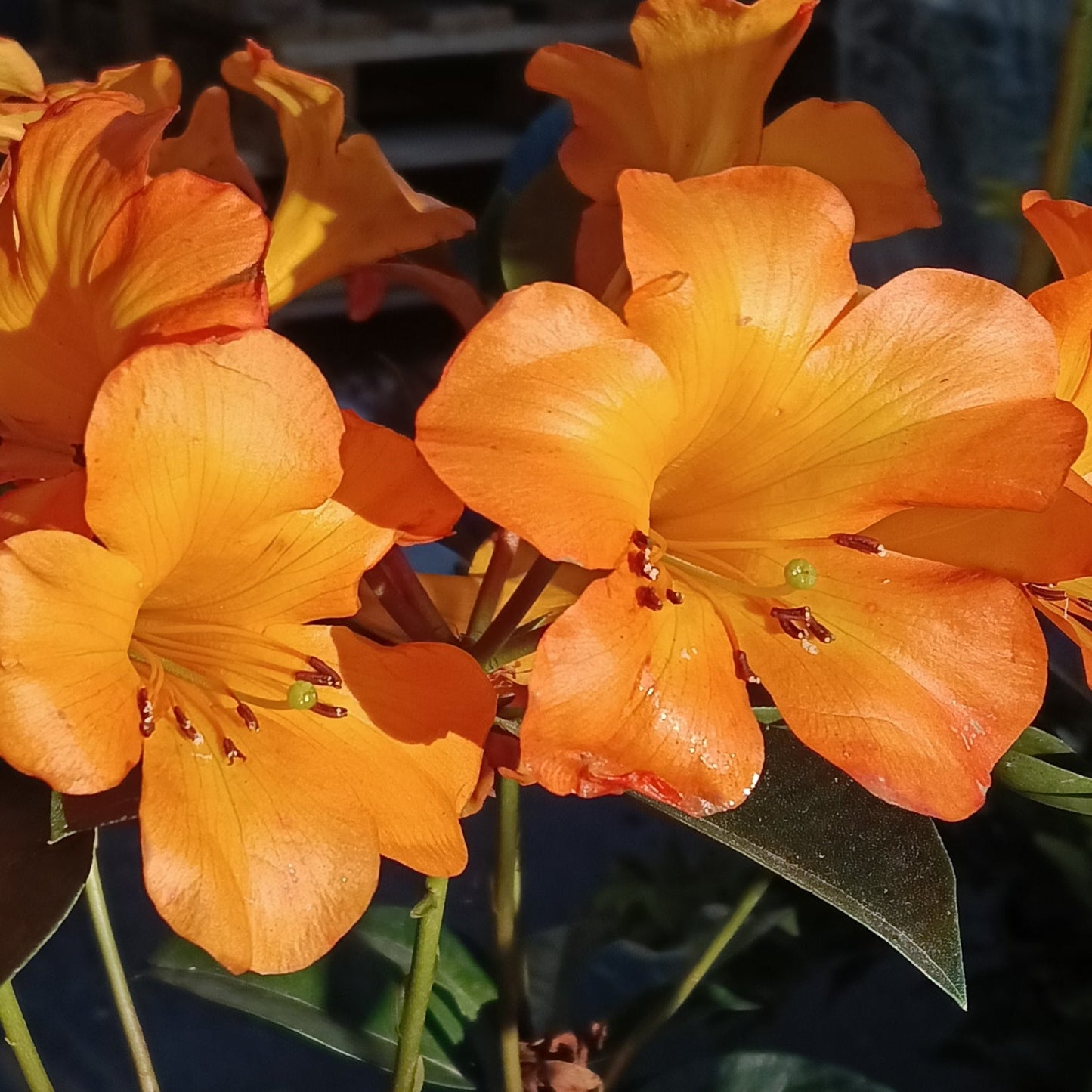 Rhododendron 'Tropic Glow' (Vireya) S003