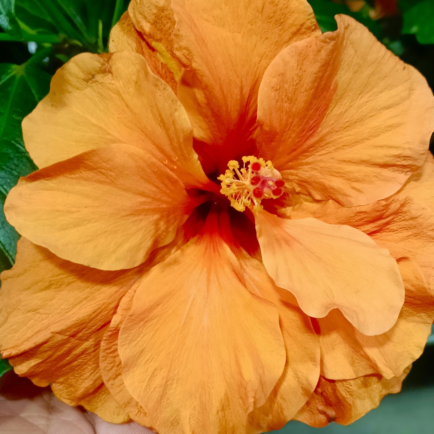 Hibiscus x rosa-sinensis HibisQs® 'Double Orange' Pikirangi