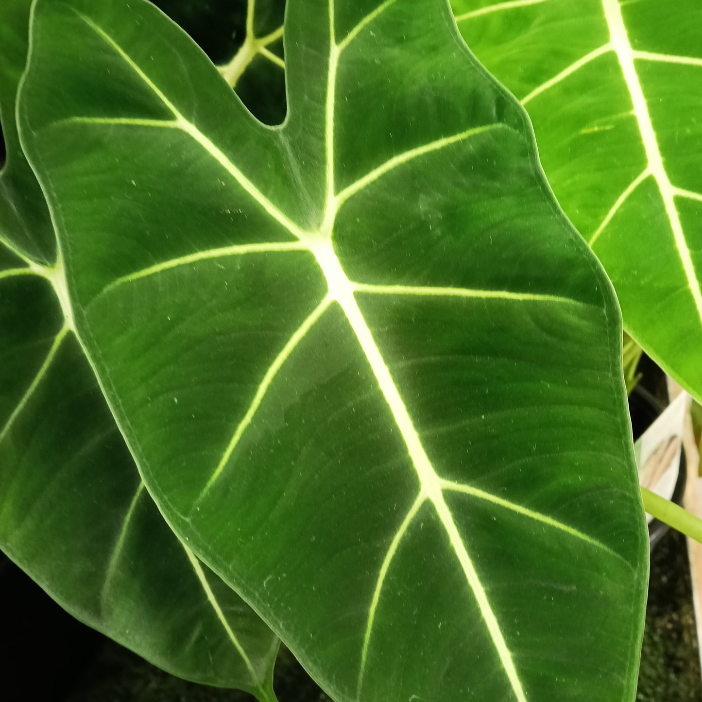 Alocasia micholitziana 'Frydek' (Green Velvet Taro)