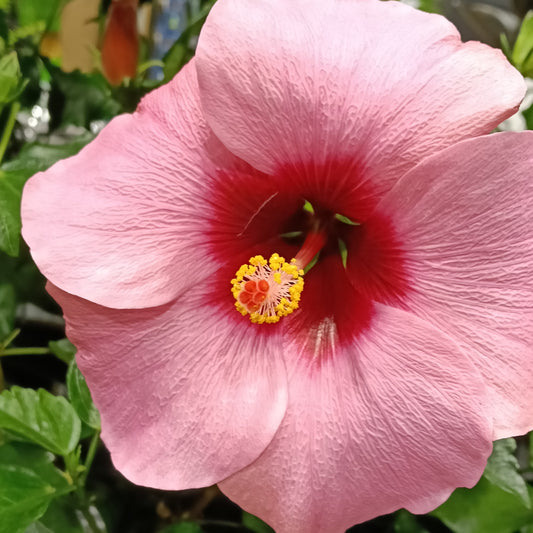 Hibiscus rosa-sinensis HibisQs® 'Adonicus Rosa'