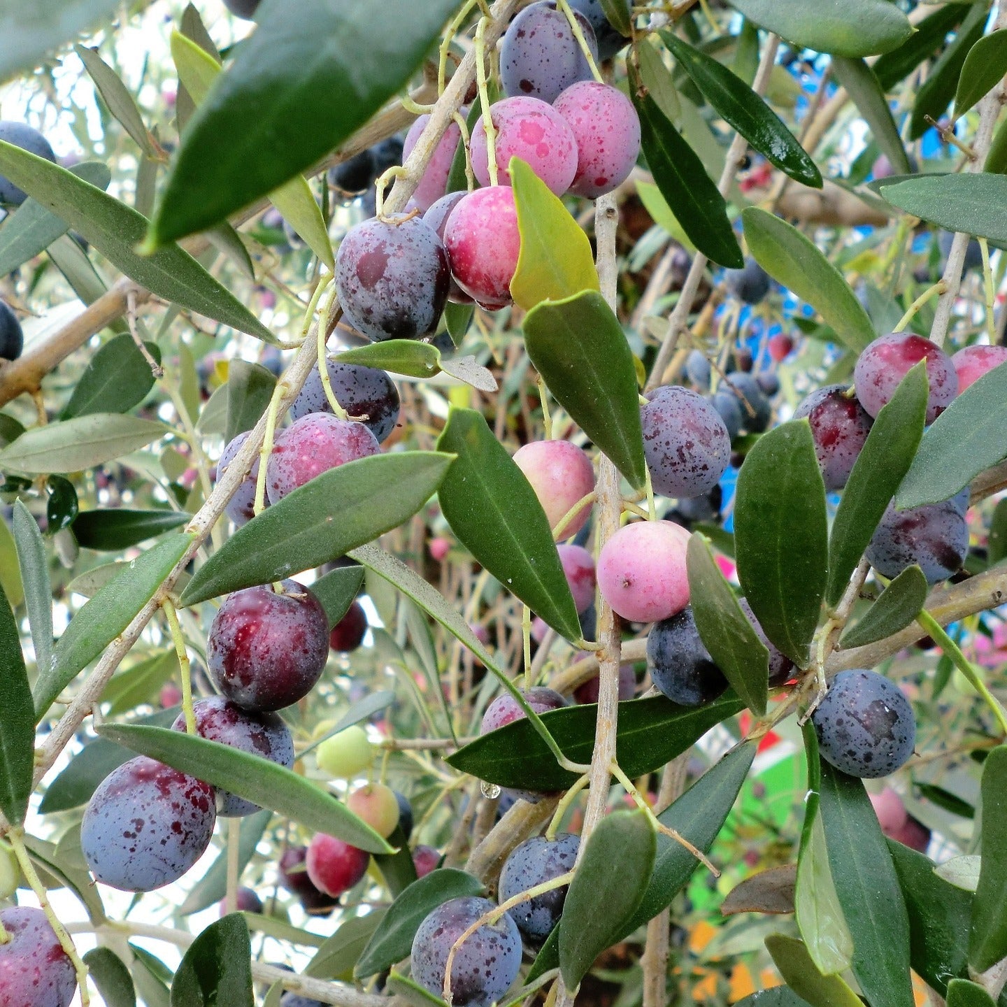 Olea europea 'Manzanilla' (Olive) S002