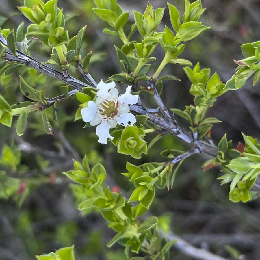 Leptospermum continentale 'Horizontalis' (Prickly Tea Tree)