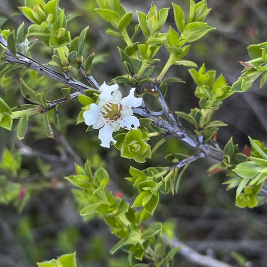 Leptospermum continentale 'Horizontalis' (Prickly Tea Tree)