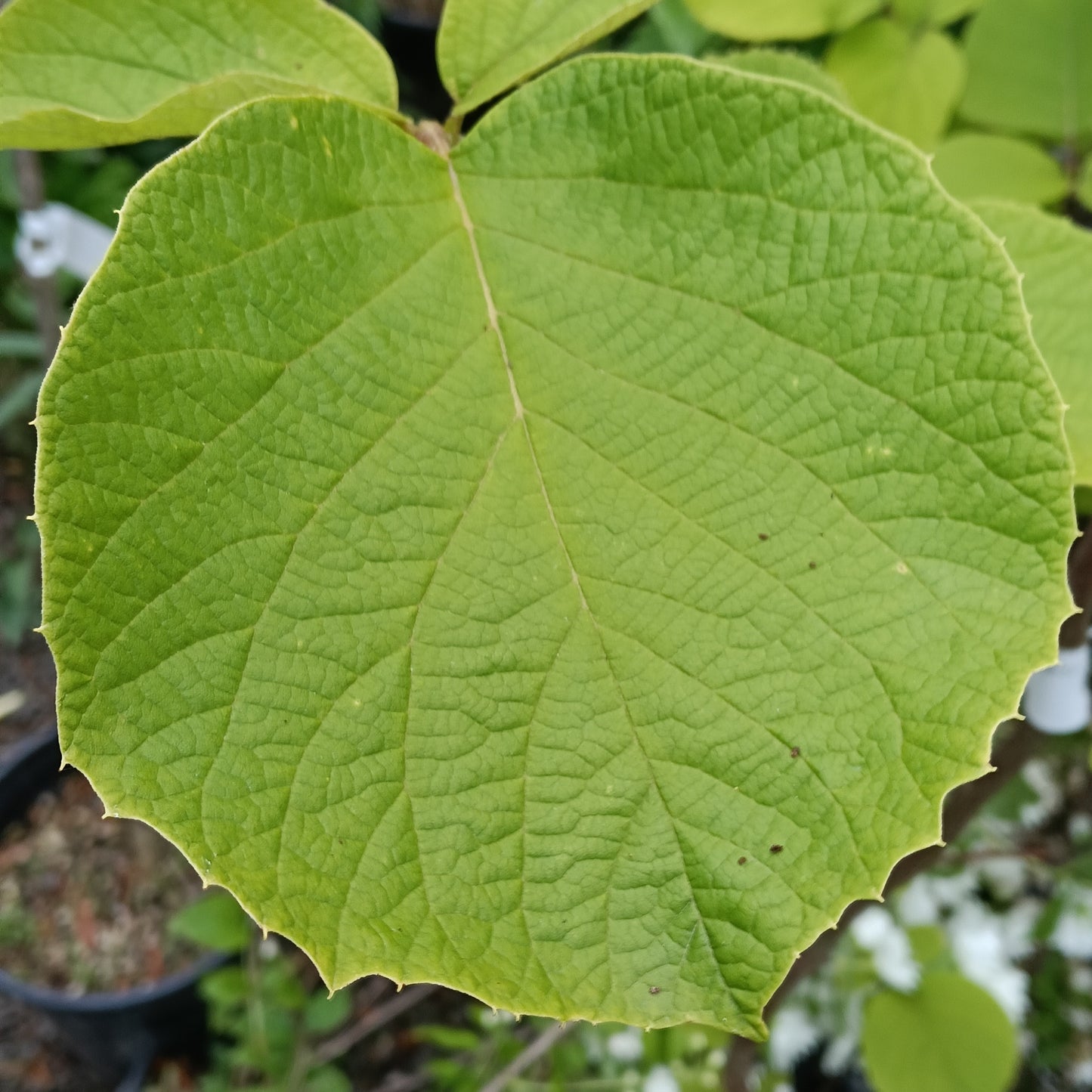 Styrax obassia (Fragrant Snowbell)