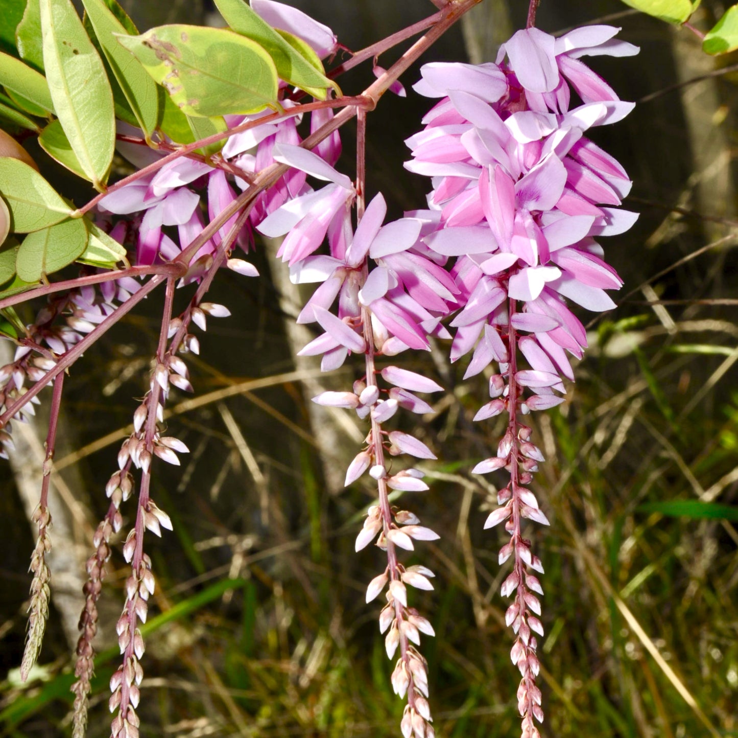 Indigofera decora (Summer Wisteria)