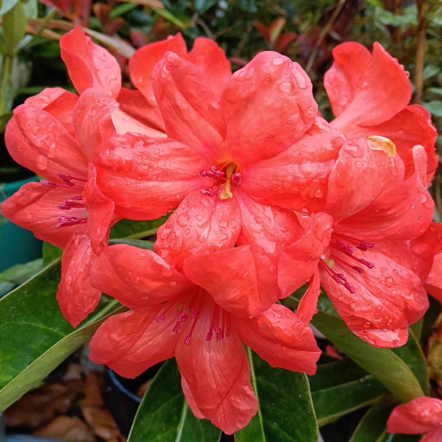 Rhododendron 'Shepherds Warning' (Vireya)