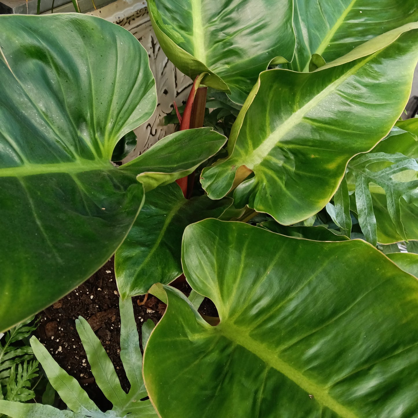 Philodendron giganteum S001