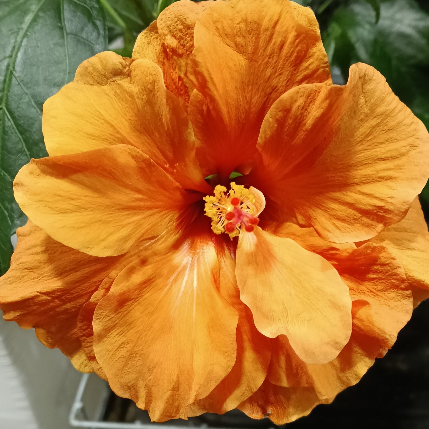 Hibiscus rosa-sinensis HibisQs® 'Double Orange'