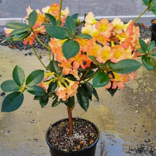 Rhododendron 'Dawn Chorus' (Vireya)