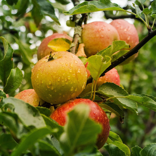 Malus domestica 'Cox's Orange' MM106 (Apple)