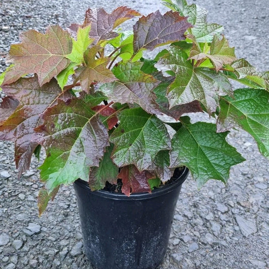 Hydrangea quercifolia 'Pee Wee' (Oakleaf/Oak-leaved Hydrangea)