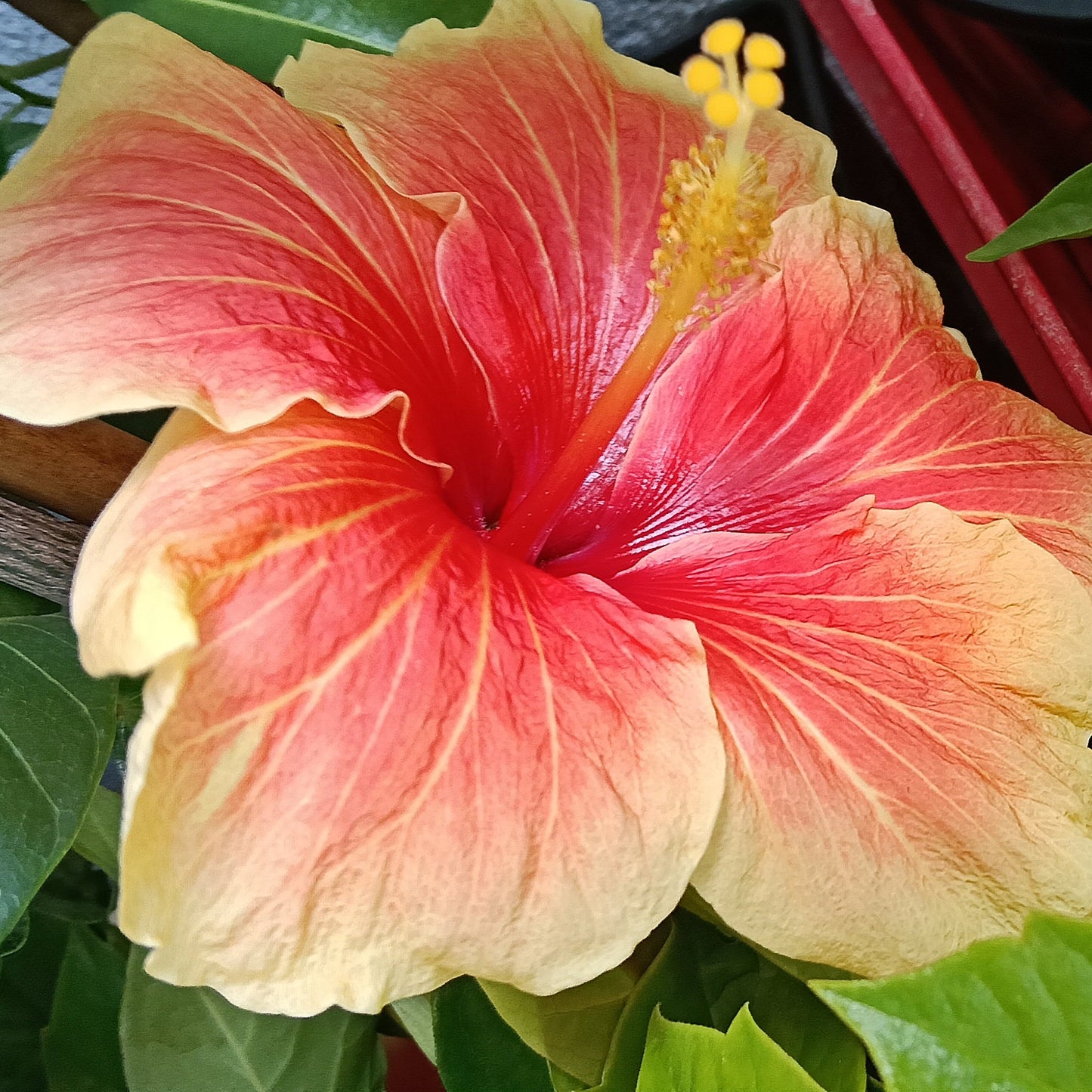 Hibiscus x rosa-sinensis 'Royal Highness' Pikirangi