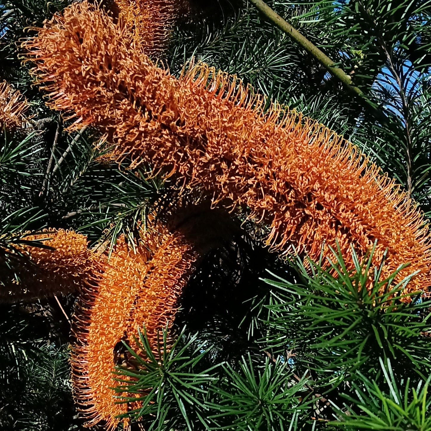 Banksia 'Giant Birthday Candles' (Giant Birthday Candles)