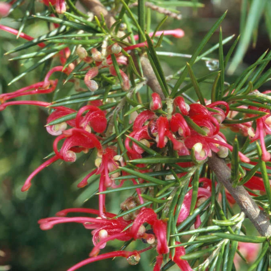 Grevillea 'Canberra Gem' (Spider Flower)