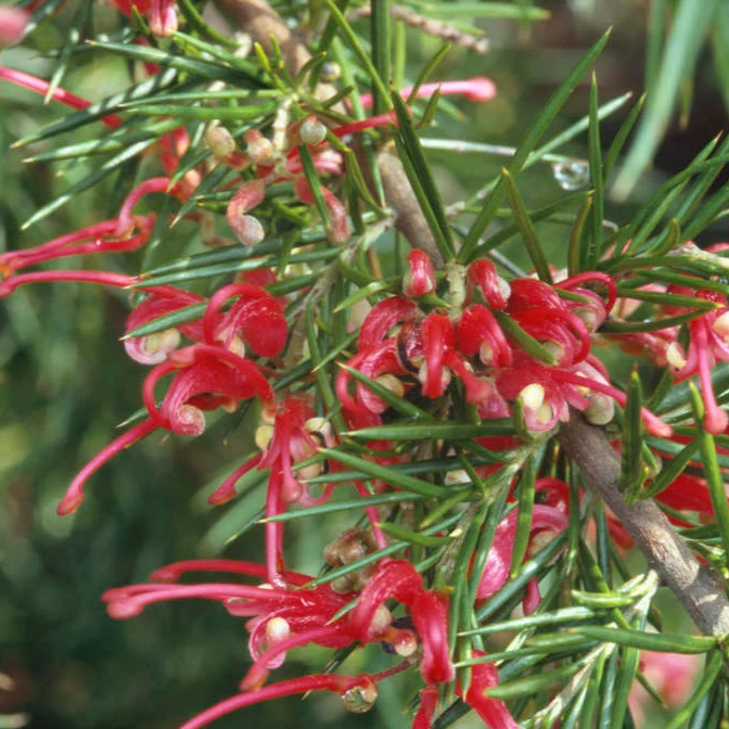 Grevillea 'Canberra Gem' (Spider Flower) Pikirangi