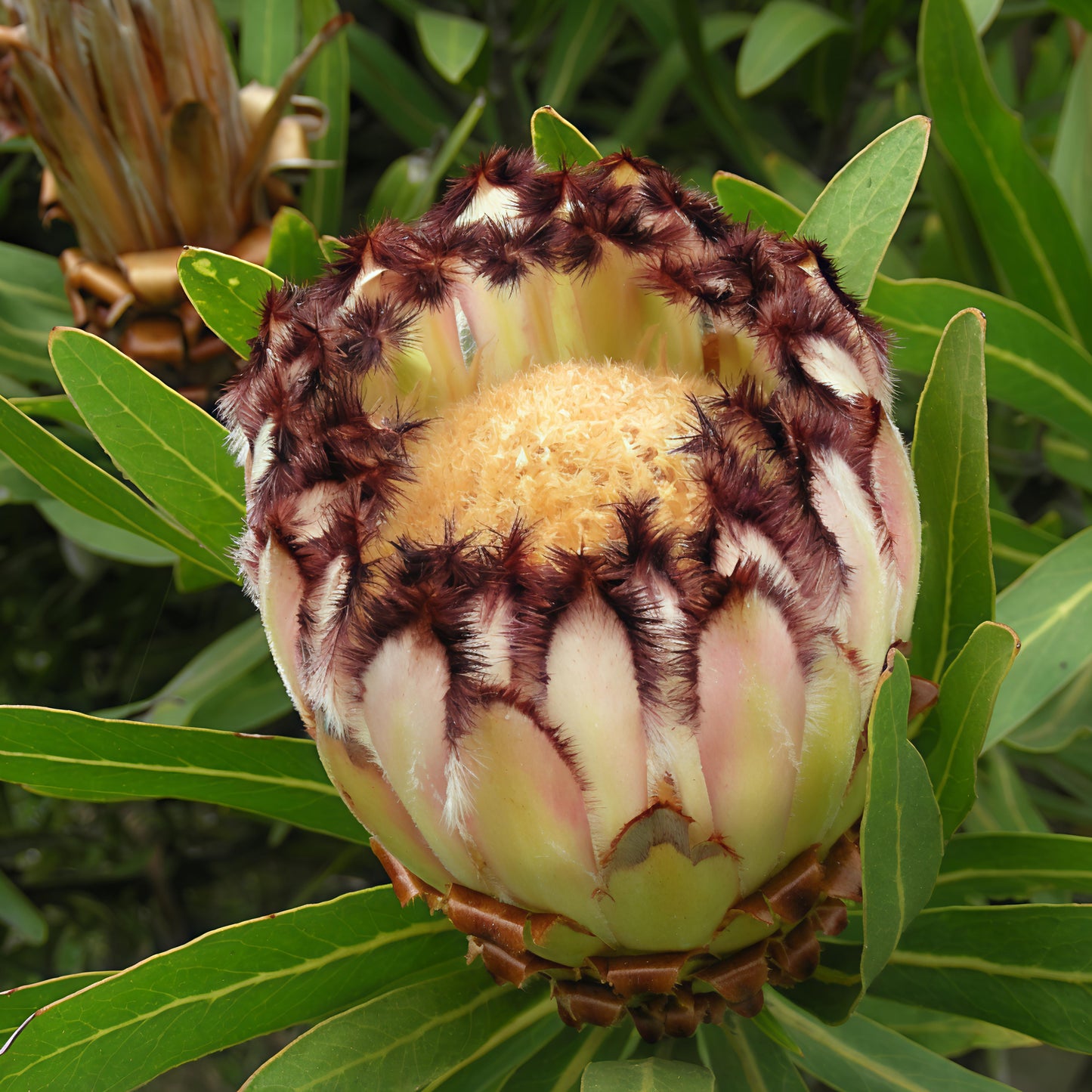 Protea lepidocarpodendron (Black Bearded Sugarbush) S009