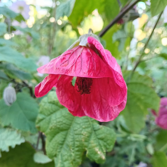 Abutilon x hybridum 'Voodoo' (Chinese Lanterns)