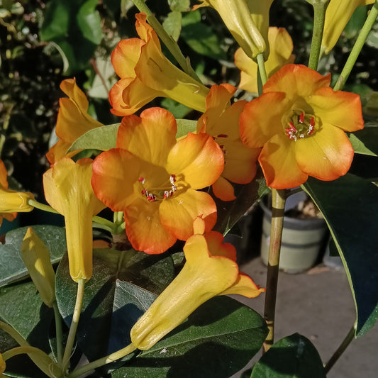 Rhododendron 'Haloed Gold' (Vireya)