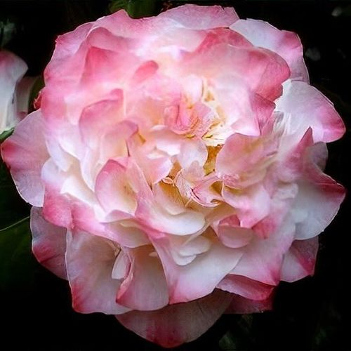 Camellia japonica 'Nuccio's Jewel' Pikirangi