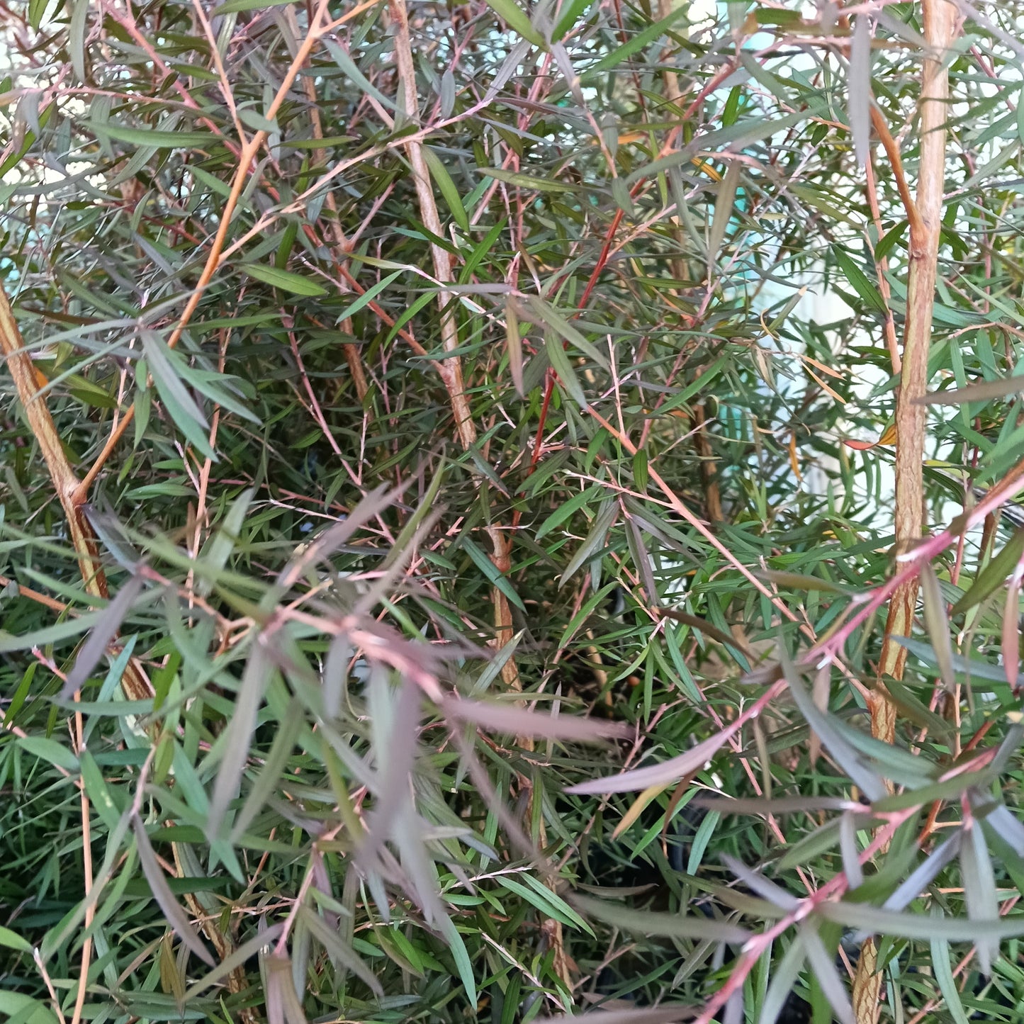 Leptospermum scopariumĀ 'Copper Sheen' (MÄnuka)