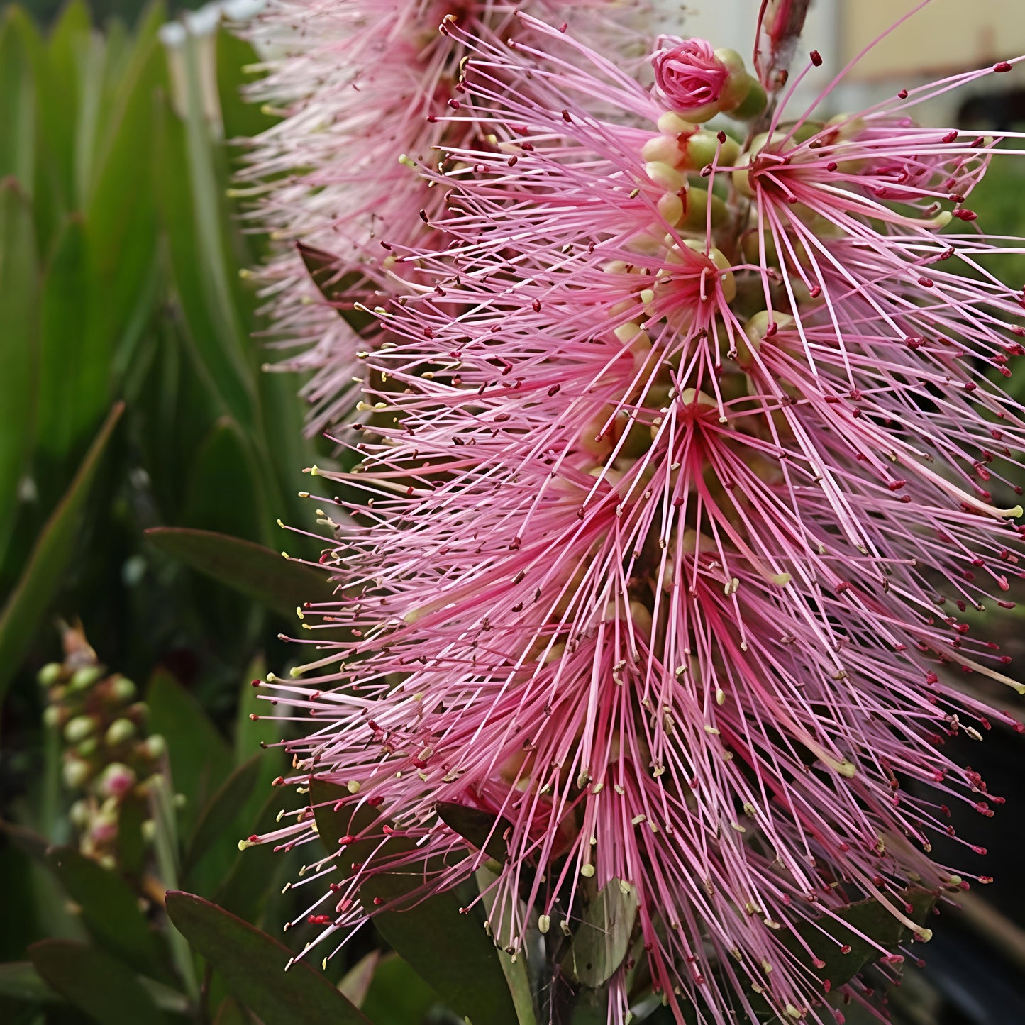 Callistemon 'Candy Floss' (Bottlebrush) Pikirangi
