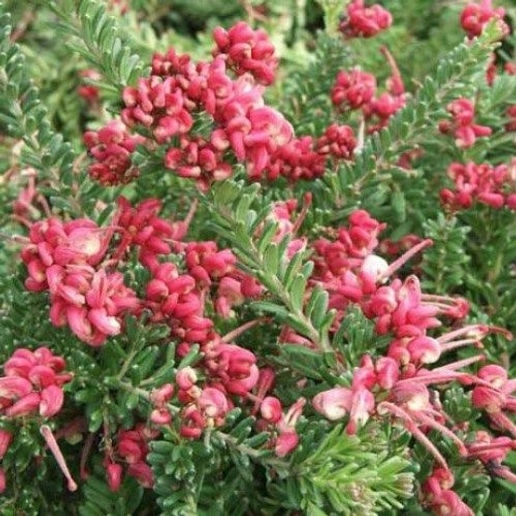 Grevillea lanigera 'Mt Tamboritha' (Woolly Grevillea) Pikirangi