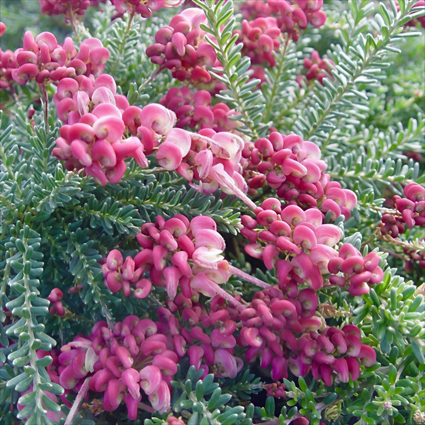 Grevillea 'Drummer Boy' (Spider Flower) Pikirangi
