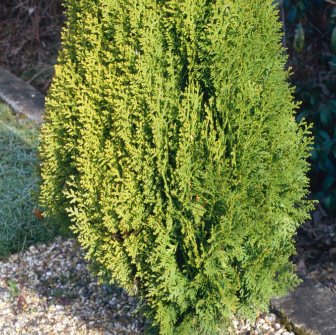 Thuja orientalis 'Aurea Nana' (Dwarf Arbovitae)