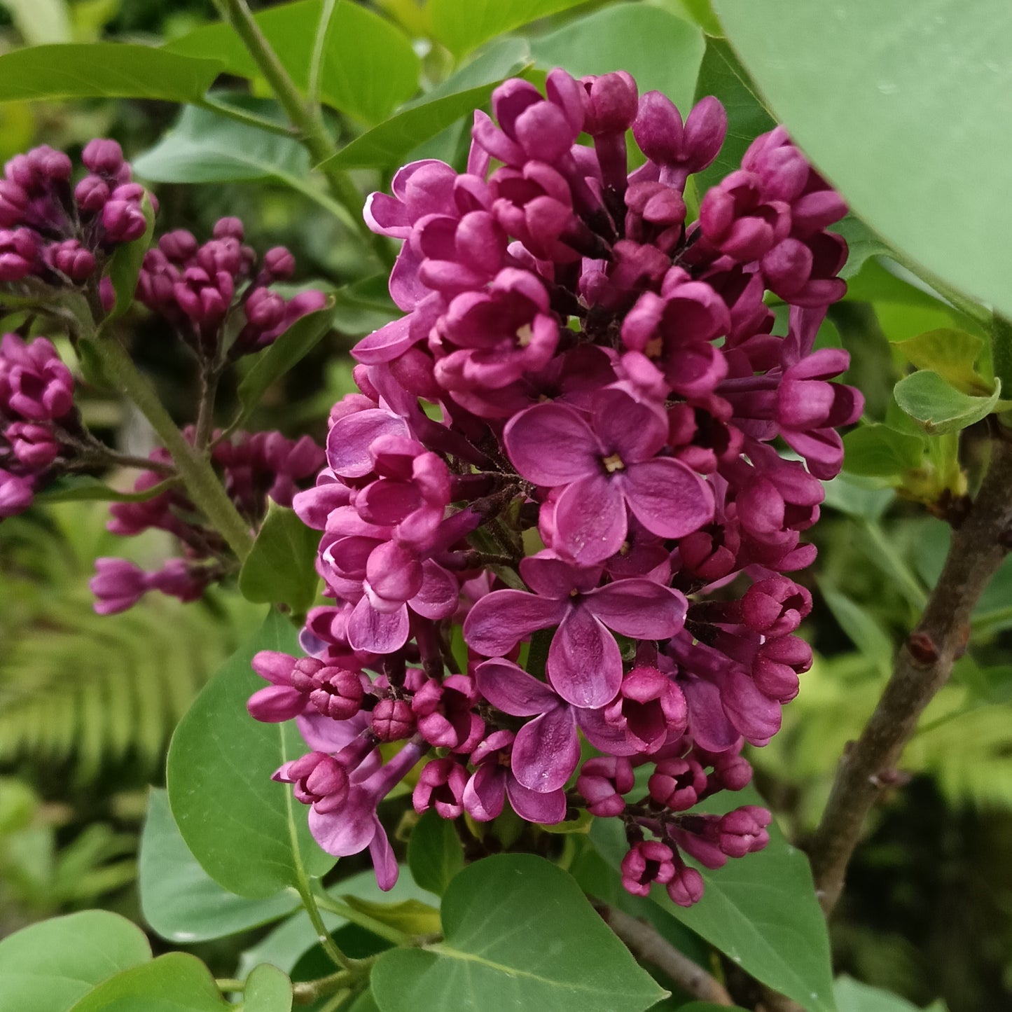 Syringa vulgaris 'Souvenor de Louis Spaeth' (French Lilac)