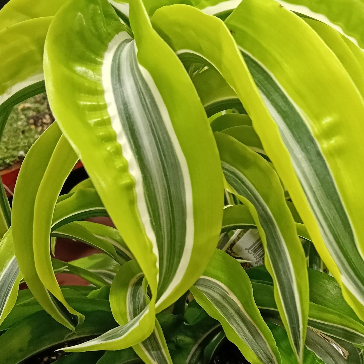Dracaena fragrans 'Lemon Lime Surprise' (Cornstalk Dracaena)