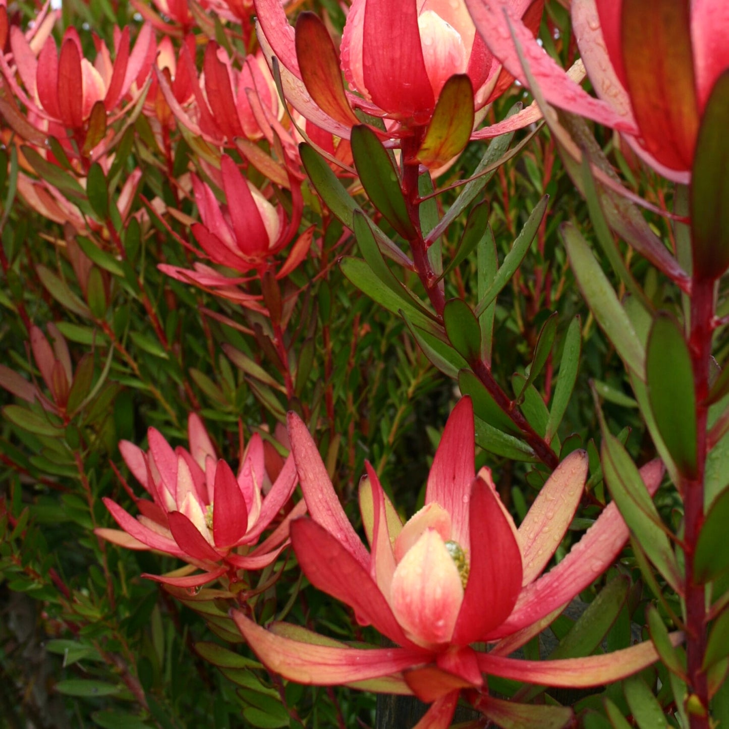 Leucadendron 'Safari Sunset' (Conebush)