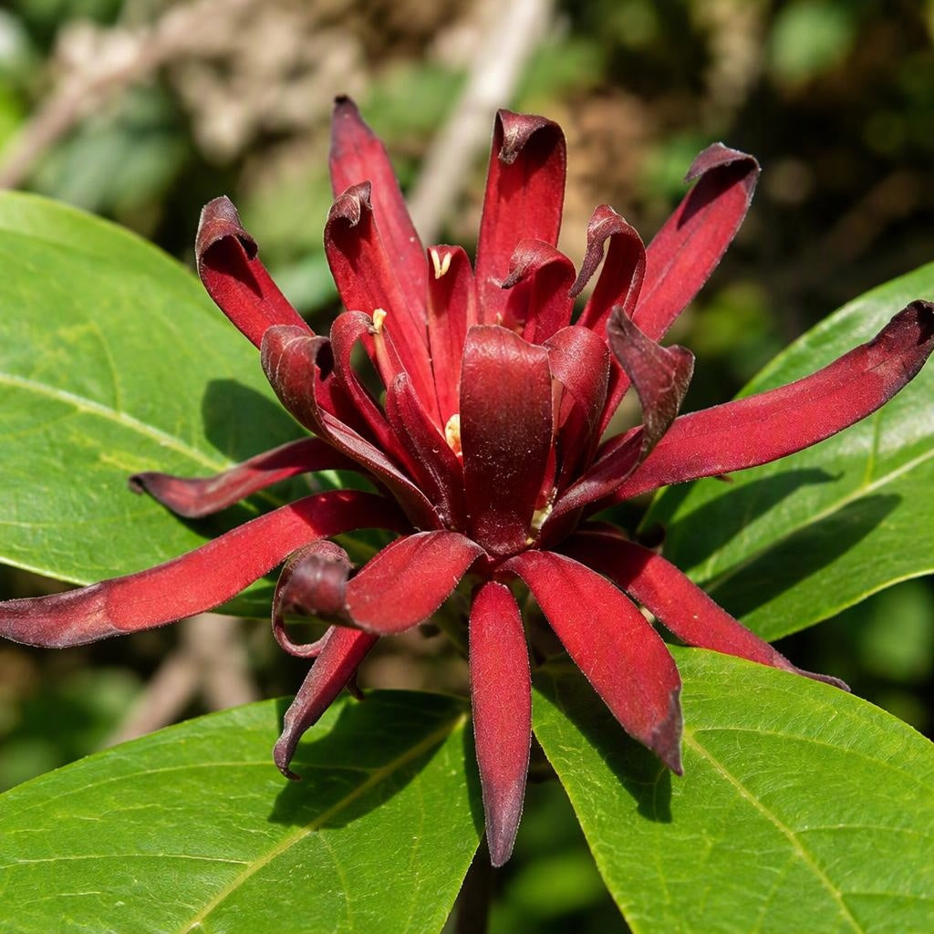 Calycanthus floridus (Eastern Sweetshrub)