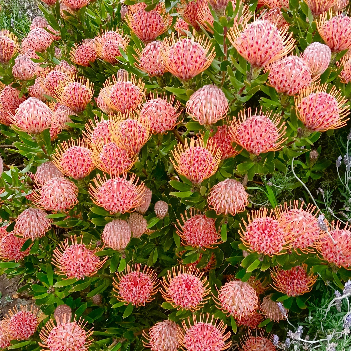 Leucospermum 'Scarlet Ribbons' (Pincushion Protea) S003