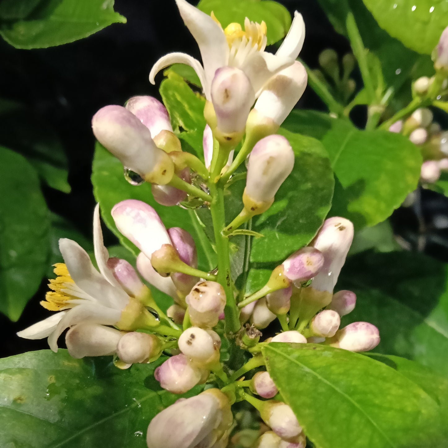 Citrus limon 'Meyer' (Lemon)