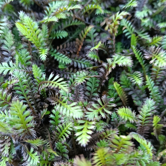 Leptinella squalida 'Platts Black' (Brass Buttons)