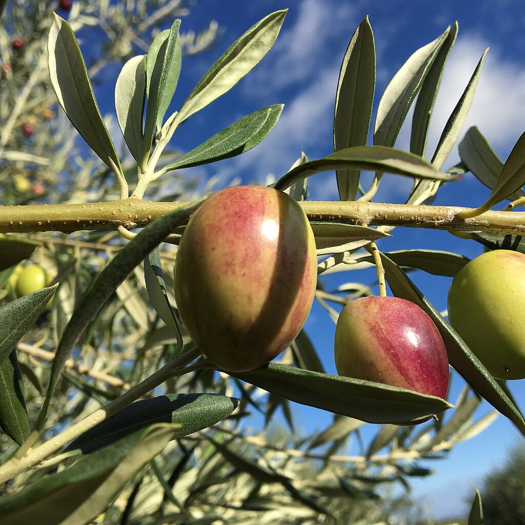 Olea europea 'Ascolano' (Olive) S002