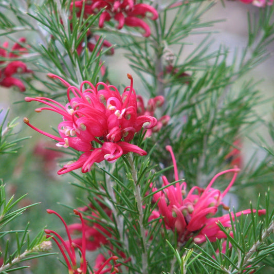 Grevillea 'Scarlet Sprite' (Spider Flower)