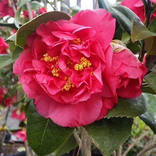 Camellia japonica 'Kramer's Supreme' Pikirangi