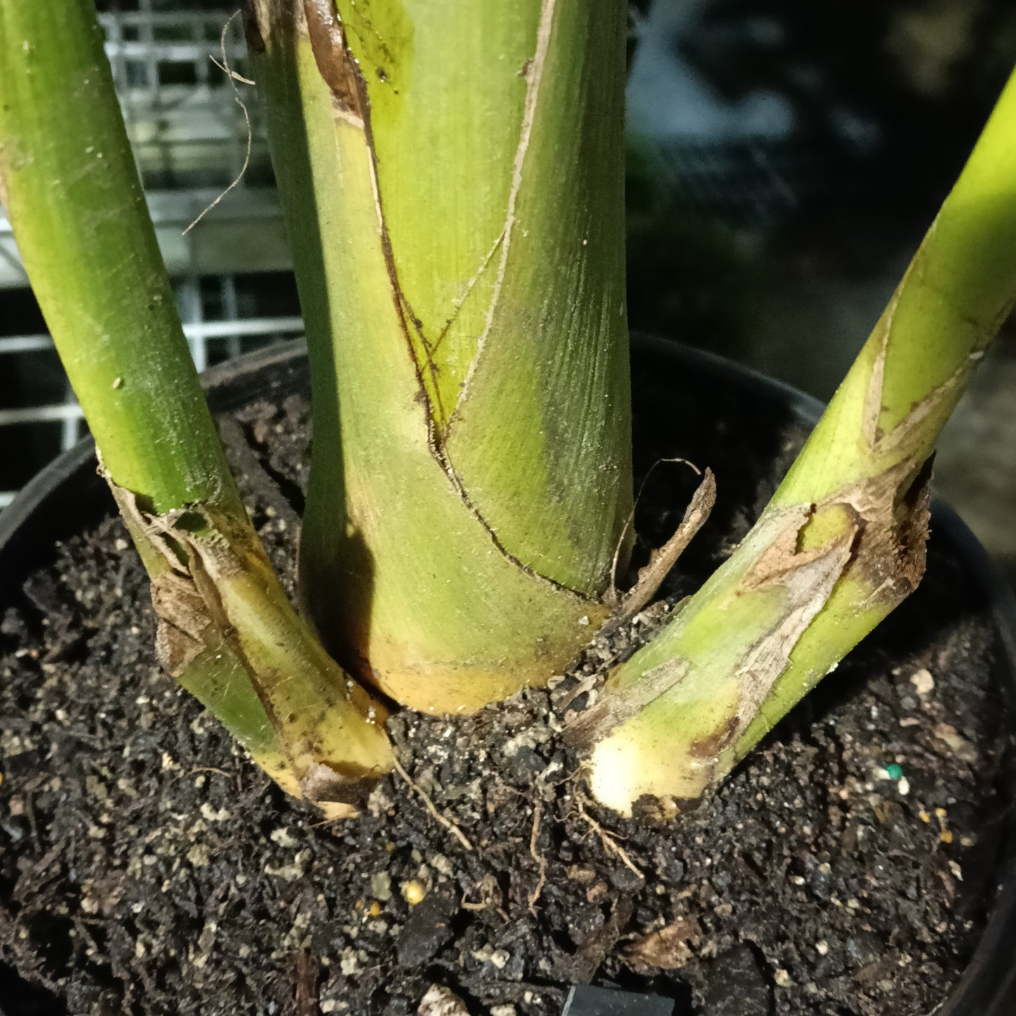 Archontophoenix alexandrae (King Palm)