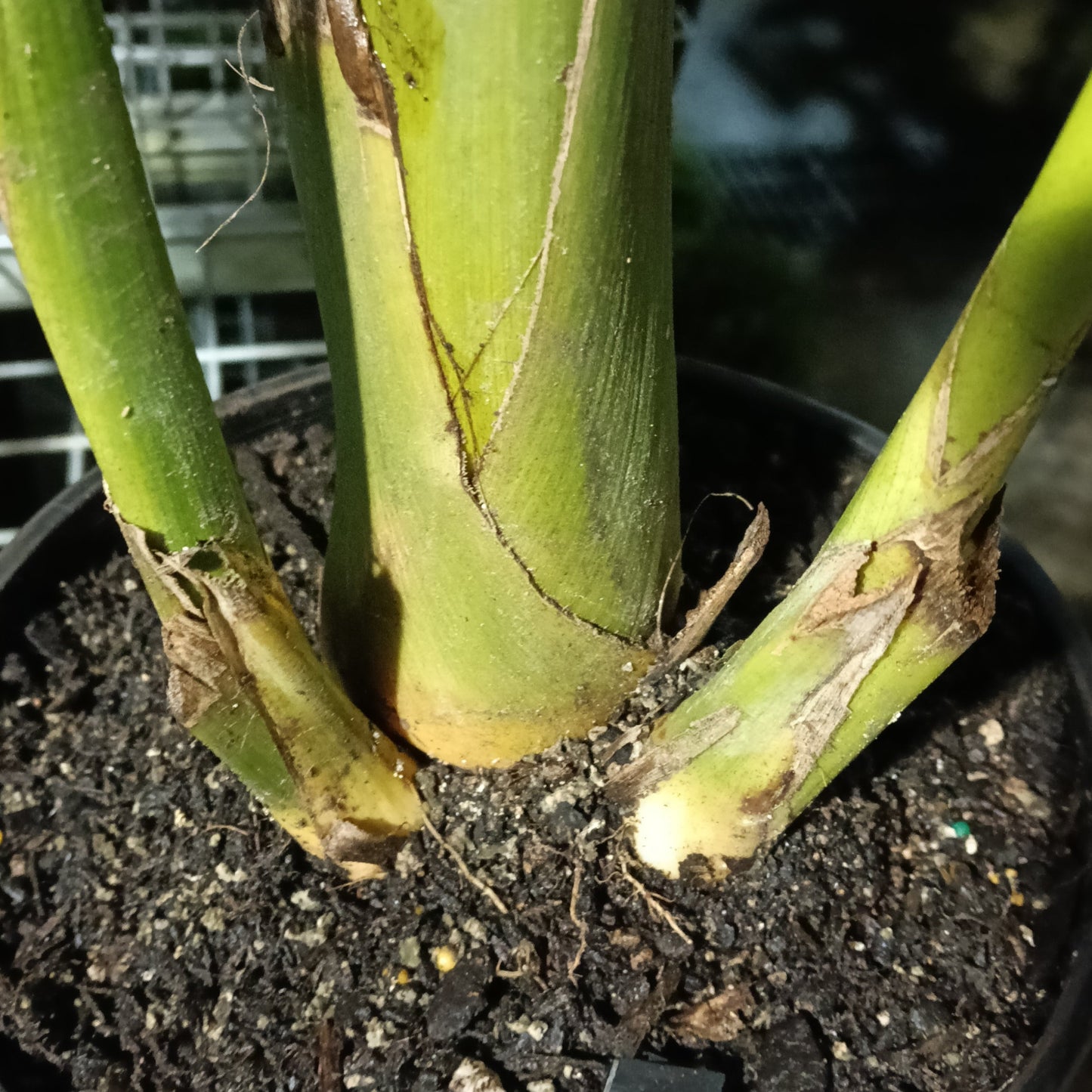 Archontophoenix alexandrae (King Palm) S002