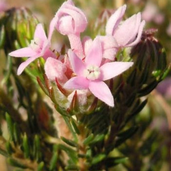 Phylica gnidioides (Pink Hardleaf) S003
