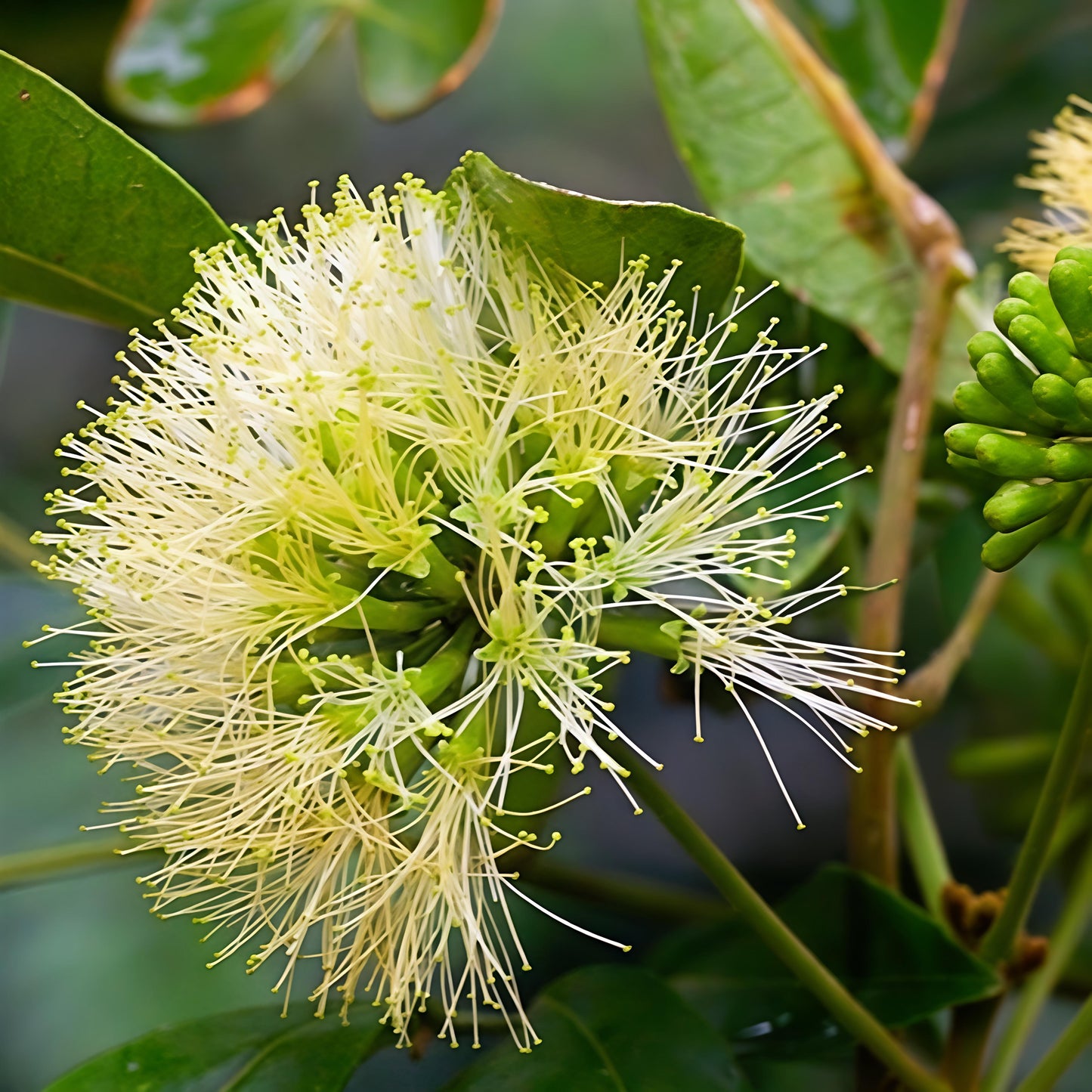 Pararchidendron pruinosum (Snow Wood)