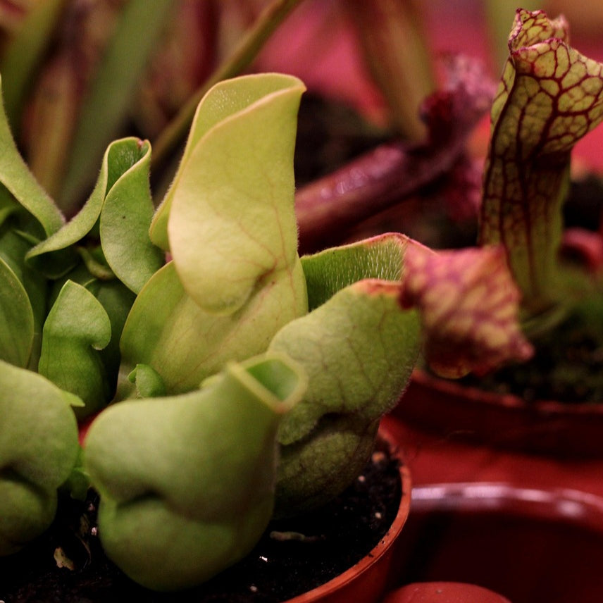 Sarracenia Mixed (Trumpet Pitchers) Pikirangi