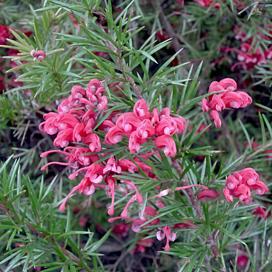 Grevillea gracilis 'Clearview David' (Spider Flower)