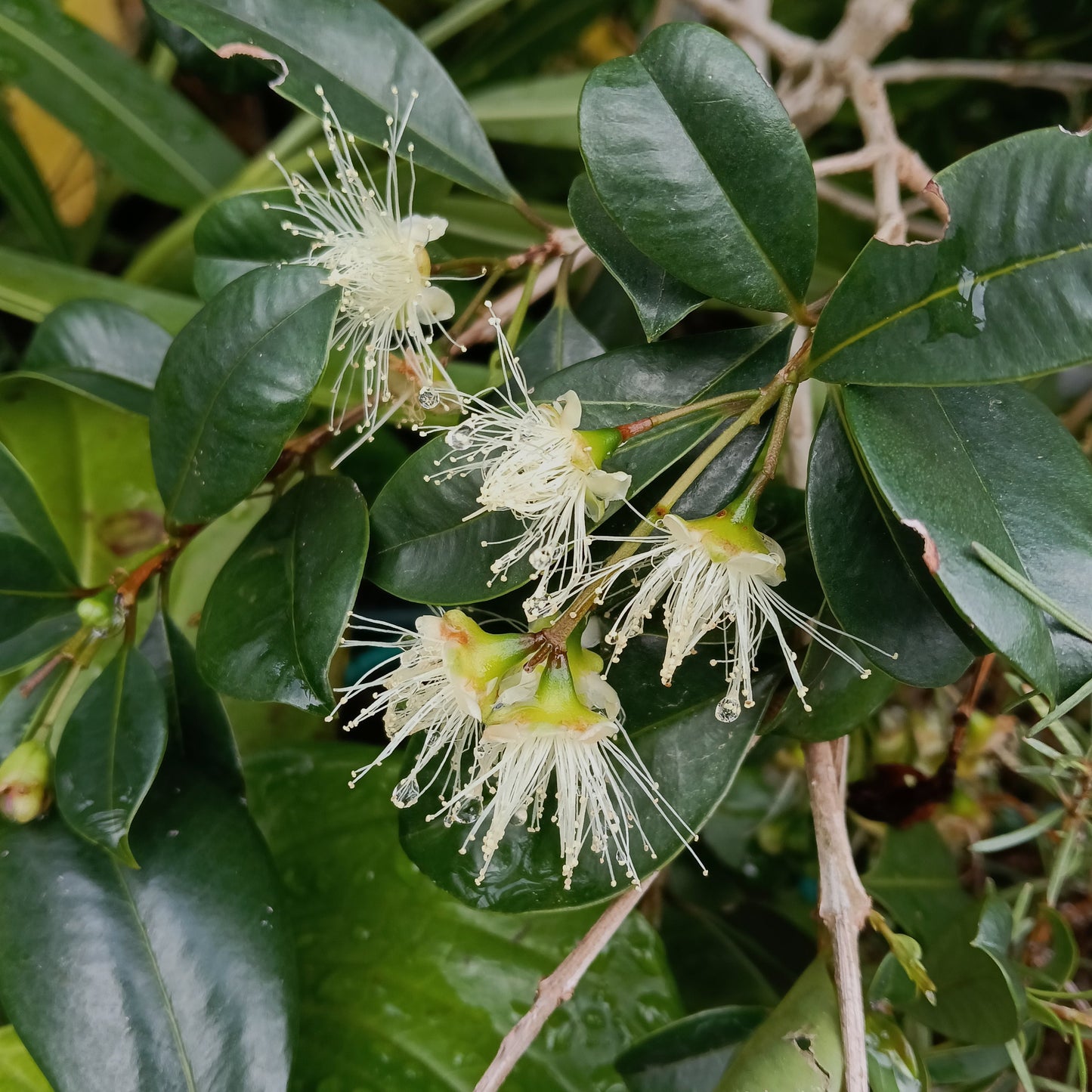 Syzygium australe (Brush Cherry) Pikirangi