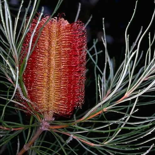 Banksia occidentalis (Red Swamp Banksia) S006