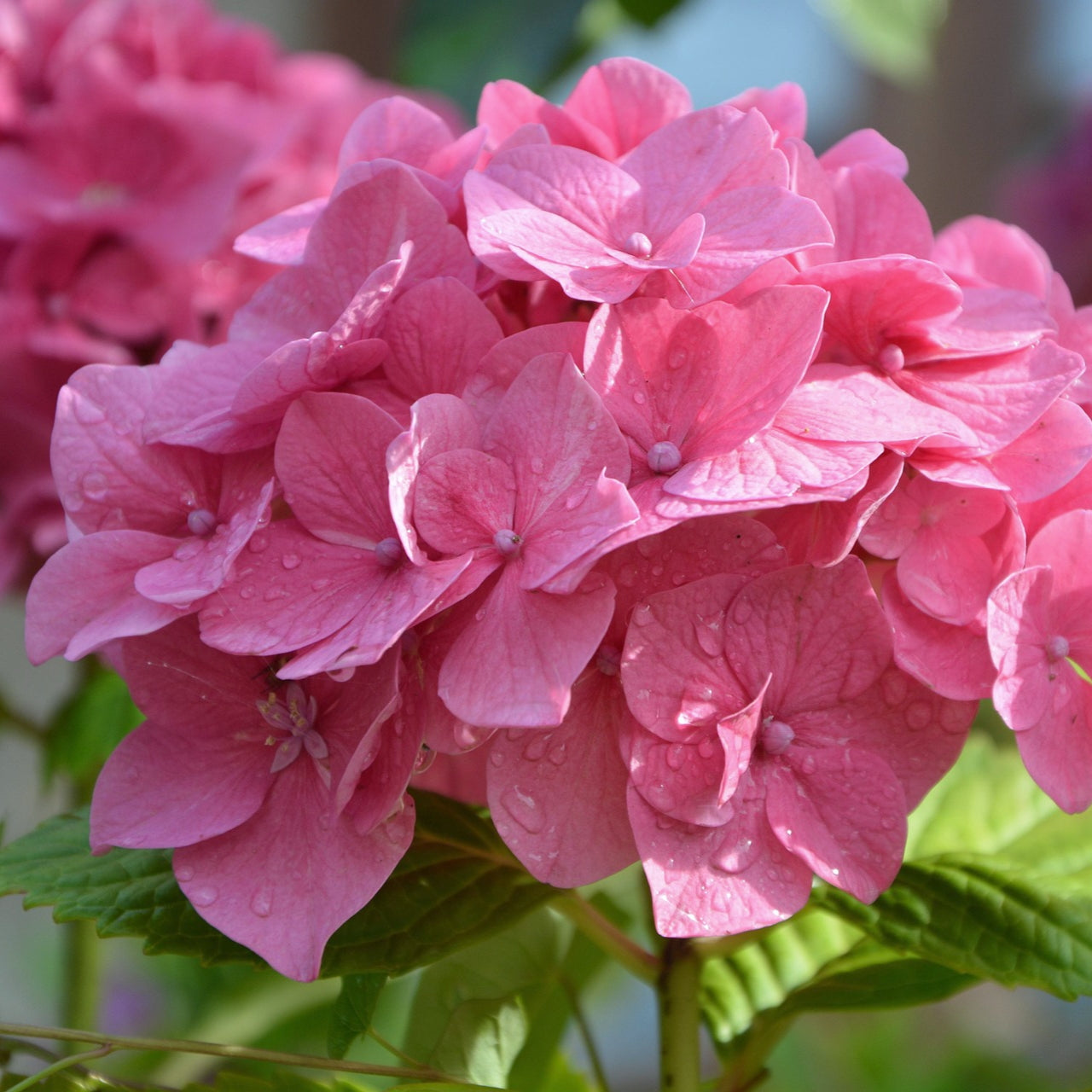 Hydrangea macrophylla 'Madame Baardse'