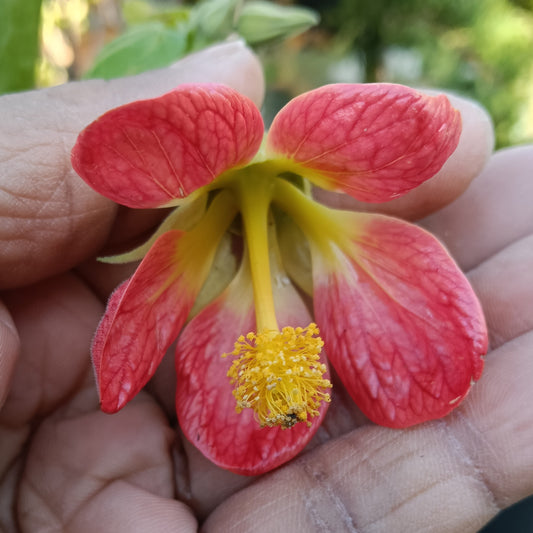 Callianthe picta 'Ashford Red-Tangerine' (Red-vein Chinese Lanterns)